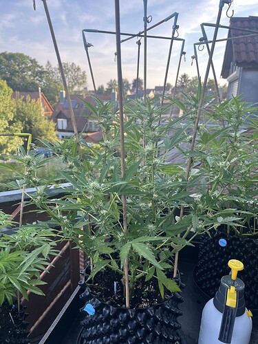Growreport Bild 20