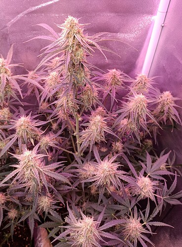 Growreport Bild 8