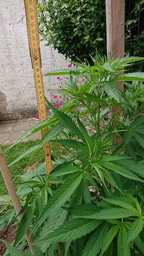 Growreport Bild 9