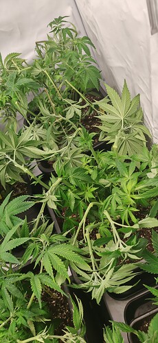 Growreport Bild 10
