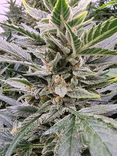 Growreport Bild 10