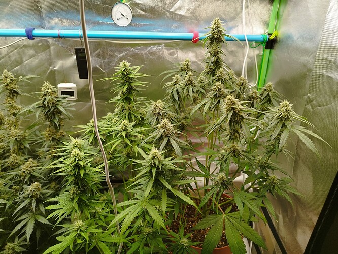 Mehrere Cannabis-Pflanzen in der Blütephase in einem Growzelt, mit sichtbaren Trichomen und Buds.