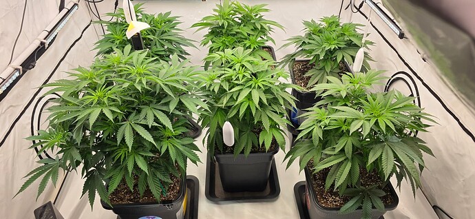 Growreport Bild 25