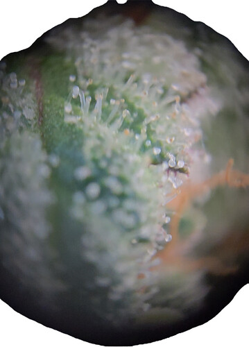 Growreport Bild 6