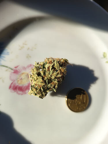 Biscotti von Ganja Farmer P.6
