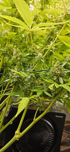 Growreport Bild 36