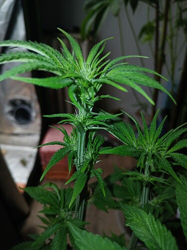 Growreport Bild 11