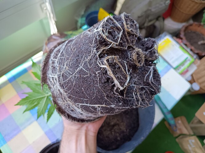 Growreport Bild 3