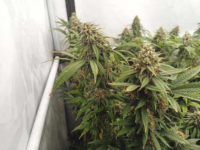 Growreport Bild 17