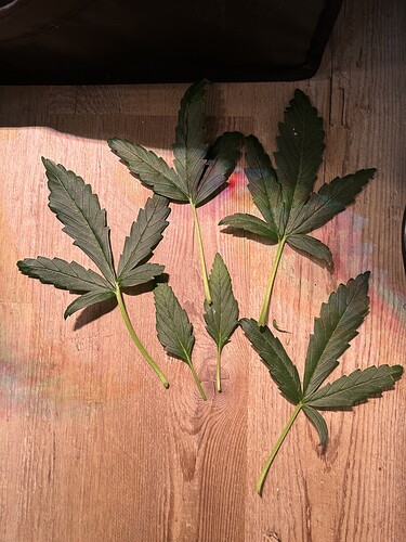 Growreport Bild 7