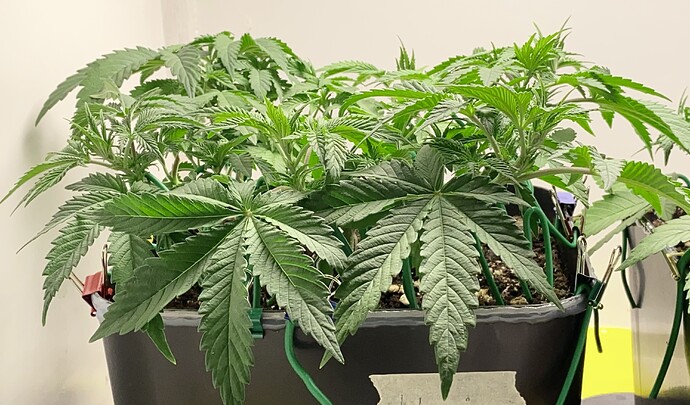 Growreport Bild 24