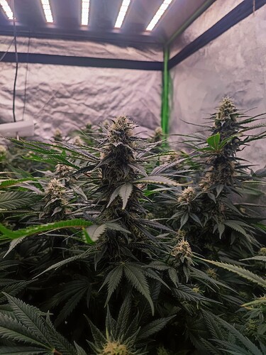 Growreport Bild 30