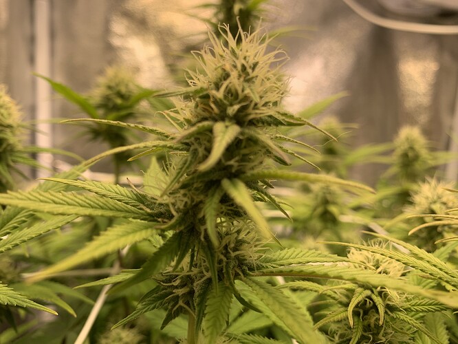 Growreport Bild 4