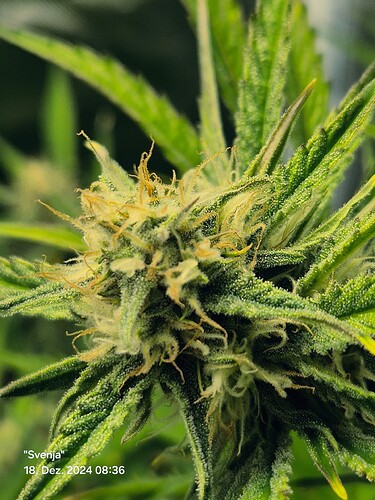 Growreport Bild 5