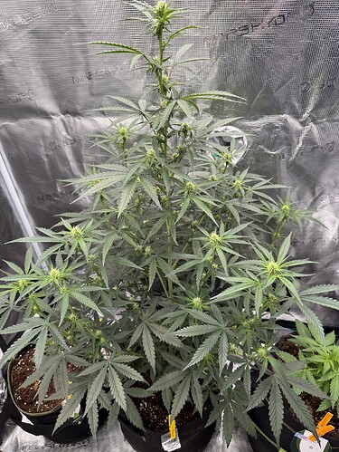 Growreport Bild 25