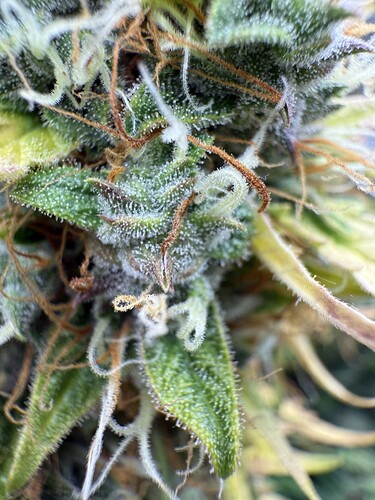 Growreport Bild 16