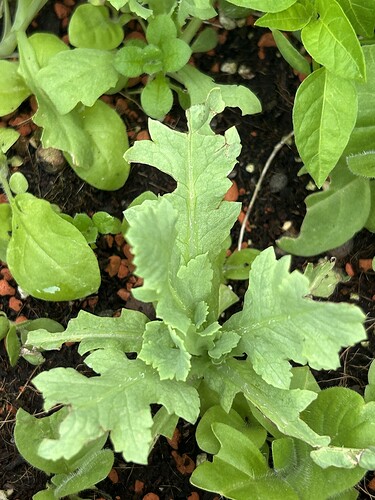 Growreport Bild 17