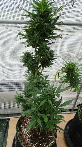 Growreport Bild 7