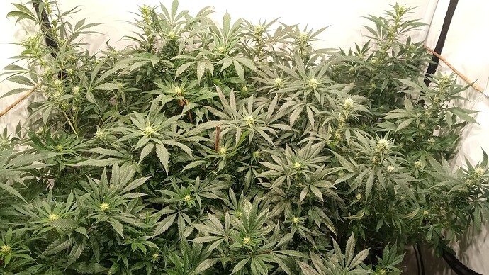 Growreport Bild 14