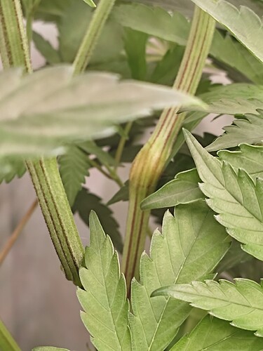 Growreport Bild 13