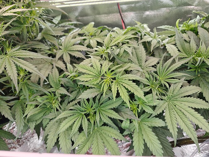 Growreport Bild 7