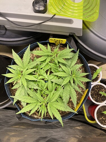 Growreport Bild 61