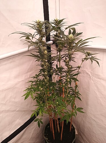Growreport Bild 40