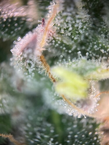 Growreport Bild 65