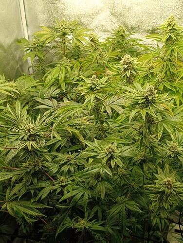 Growreport Bild 8