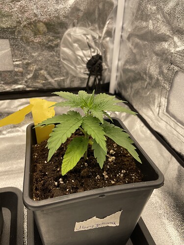 Growreport Bild 3