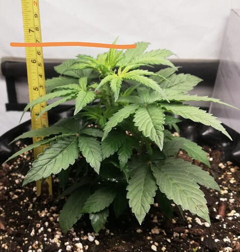 IMG_20240525_012504 (1)