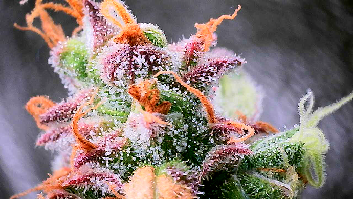 Growreport Bild 28