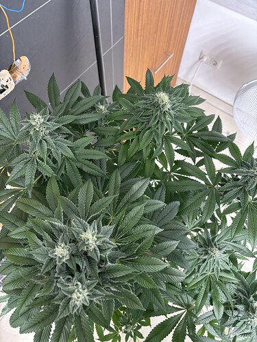 Growreport Bild 23
