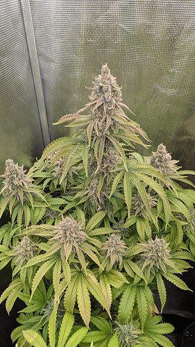Growreport Bild 24