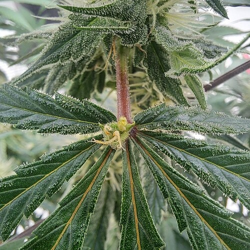 Growreport Bild 4
