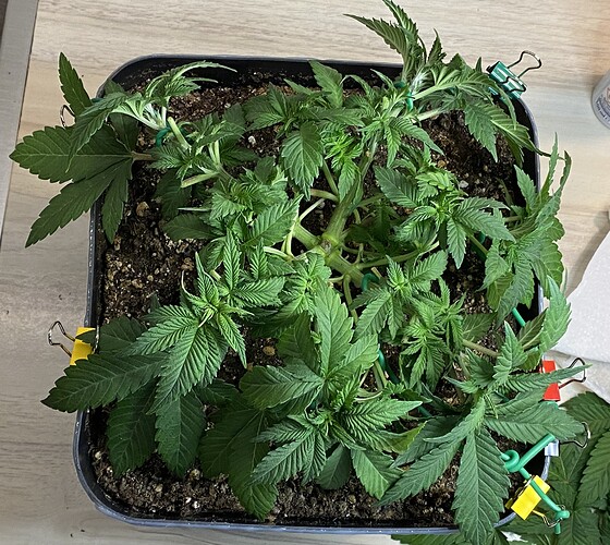 Growreport Bild 21