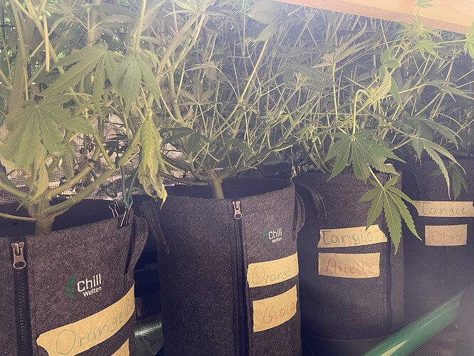 Mehrere Cannabis-Pflanzen in Vlies-Töpfen, die sich im Wuchs befinden. Auf den Töpfen sind handschriftliche Etiketten angebracht, die Namen wie 'Orange Bud', 'Tangie' und 'Olga' anzeigen.
