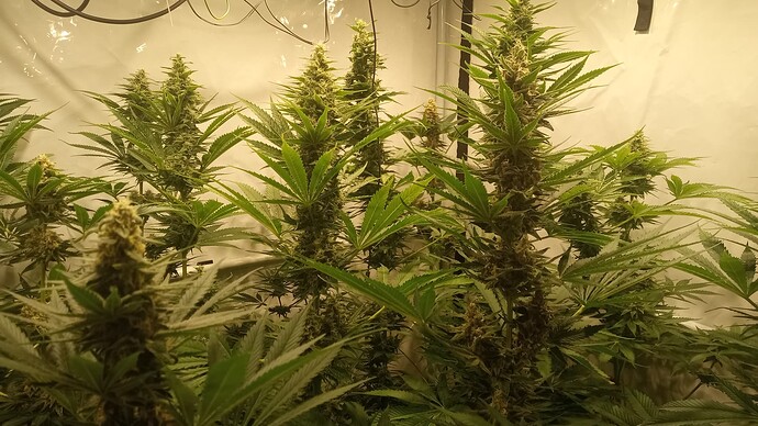 Growreport Bild 2