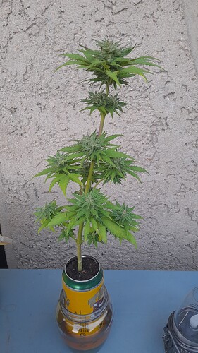 Growreport Bild 37