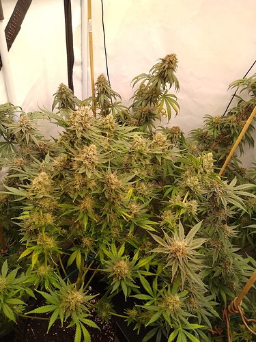 IMG_20240730_031941_477