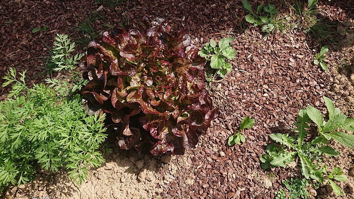 Growreport Bild 71