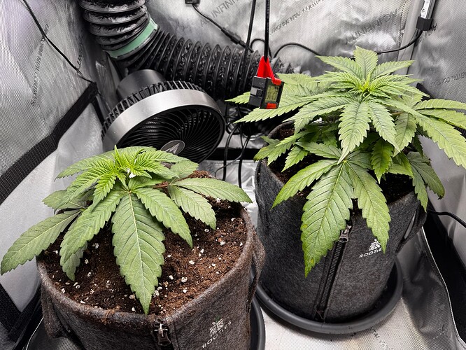 Growreport Bild 2