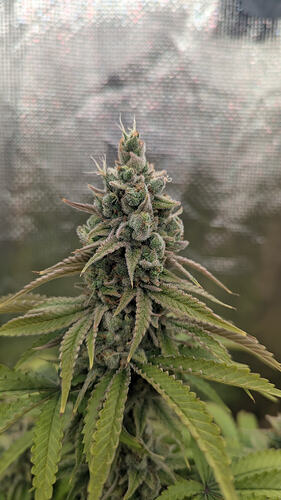 Eine einzelne, dicke Cannabis-Blüte mit vielen Trichomen und einigen violetten Akzenten, umgeben von grünen Blättern.