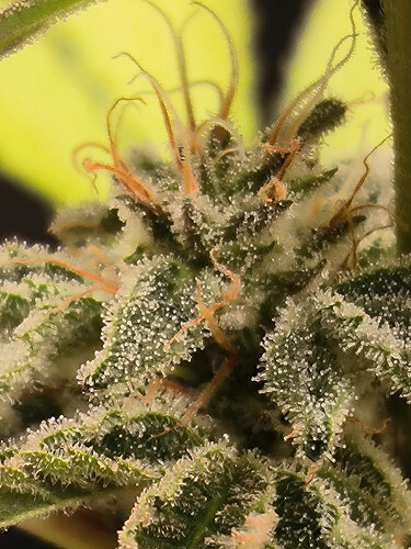 Growreport Bild 6