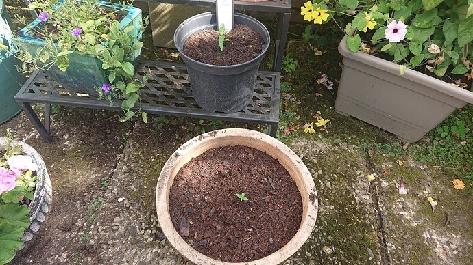 Growreport Bild 98