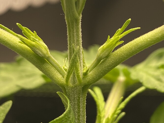 Growreport Bild 1
