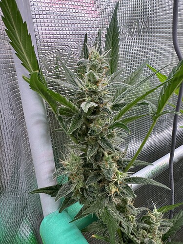 Growreport Bild 29