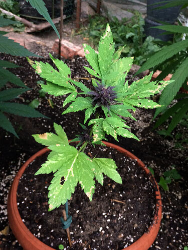 Grow26_0819_2