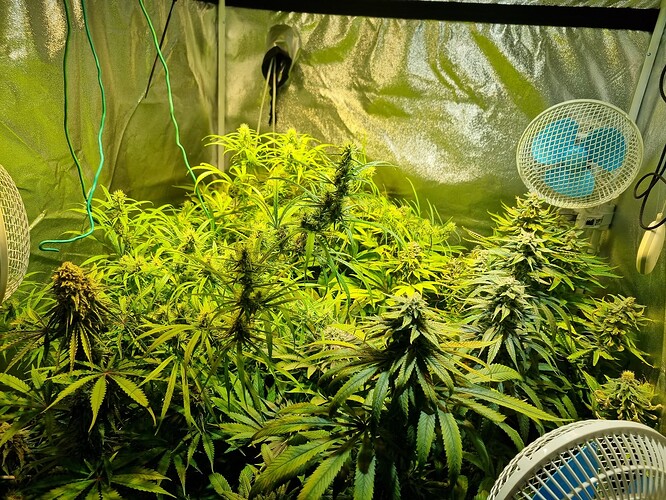 Mehrere Cannabis-Pflanzen in der Blütephase in einem Growzelt, beleuchtet von einer Lampe und belüftet von Ventilatoren.