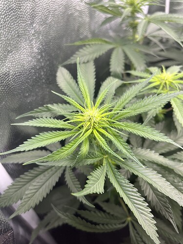 Growreport Bild 5